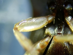 Heteroderes amplicollis