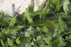Achillea millefolium