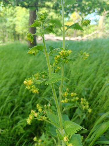 Scrophularia vernalis, photograph 4