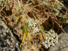 Achillea cretica