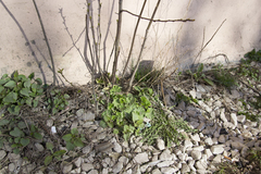 Alchemilla