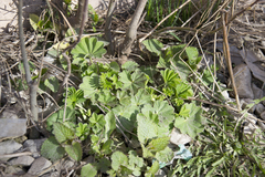 Alchemilla