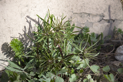 Ranunculus auricomus