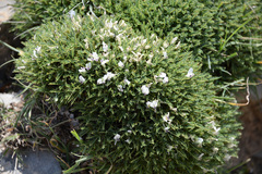 Astragalus angustifolius