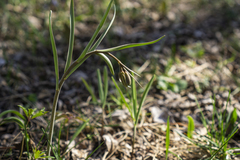 Fritillaria montana