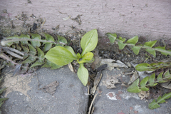 Plantago major
