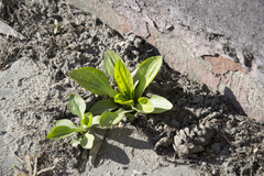 Plantago major