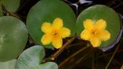 Nymphoides fallax