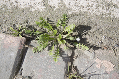 Capsella bursa-pastoris