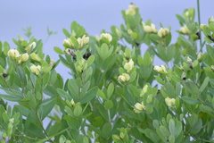 Baptisia nuttalliana