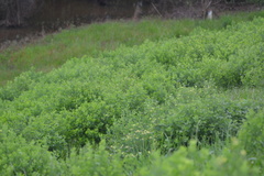 Baptisia nuttalliana