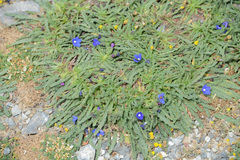 Anchusa cespitosa