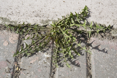 Taraxacum officinale