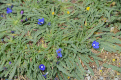 Anchusa cespitosa
