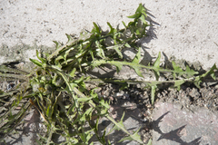 Taraxacum officinale