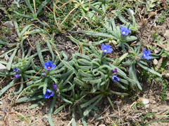 Anchusa cespitosa