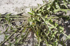 Taraxacum officinale