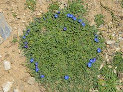 Anchusa cespitosa