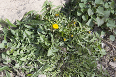 Taraxacum officinale