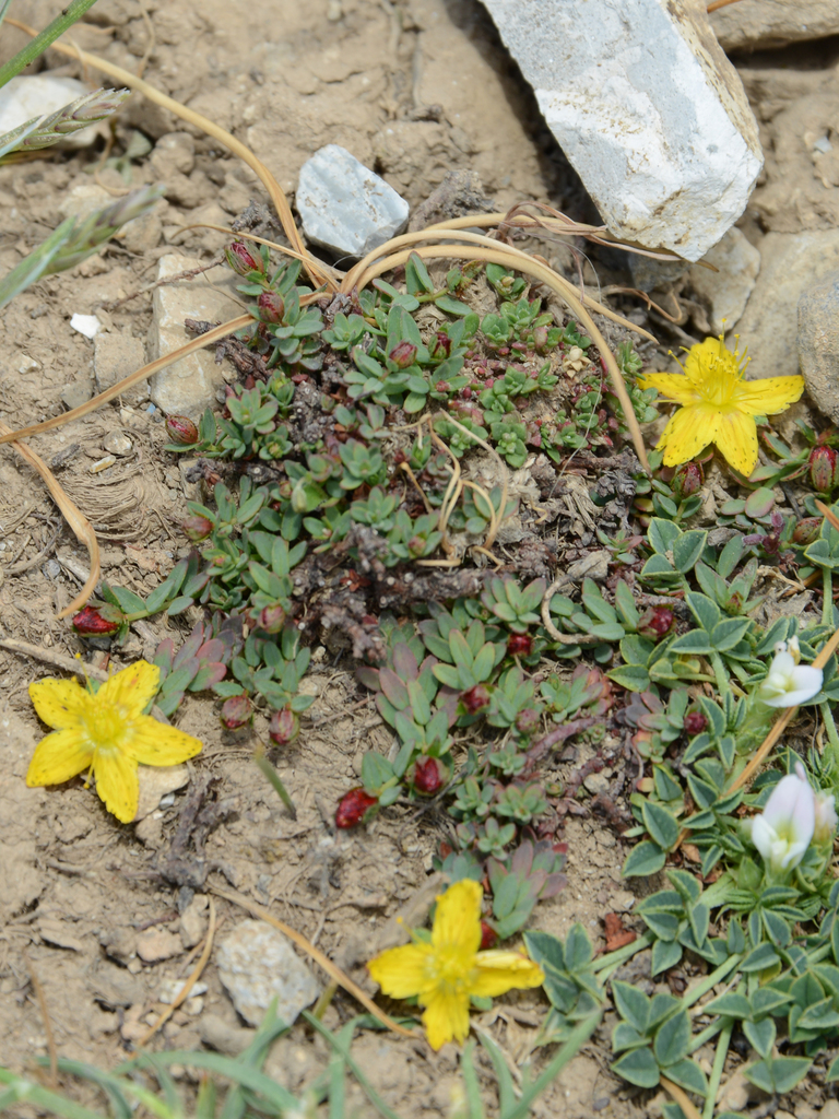 Hypericum kelleri (Hypericum kelleri)