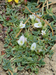 Trifolium uniflorum