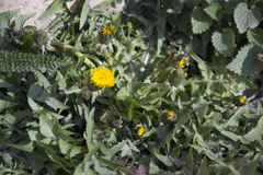 Taraxacum officinale