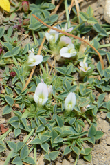 Trifolium uniflorum