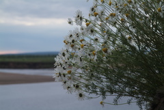 Tripleurospermum hookeri