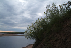 Tripleurospermum hookeri