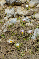 Crocus sieberi