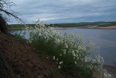 Tripleurospermum hookeri
