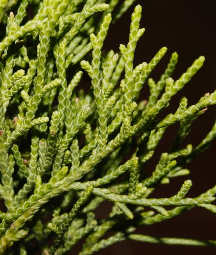 Juniperus barbadensis, photograph 2
