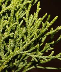 Juniperus barbadensis, photograph (c) J. L. Gómez-Hechavarría, some rights reserved (CC BY)