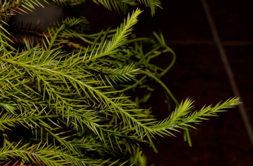 Juniperus barbadensis, photograph 3