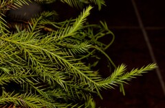 Juniperus barbadensis, photograph (c) J. L. Gómez-Hechavarría, some rights reserved (CC BY)