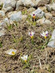 Crocus sieberi