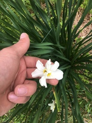 Narcissus poeticus