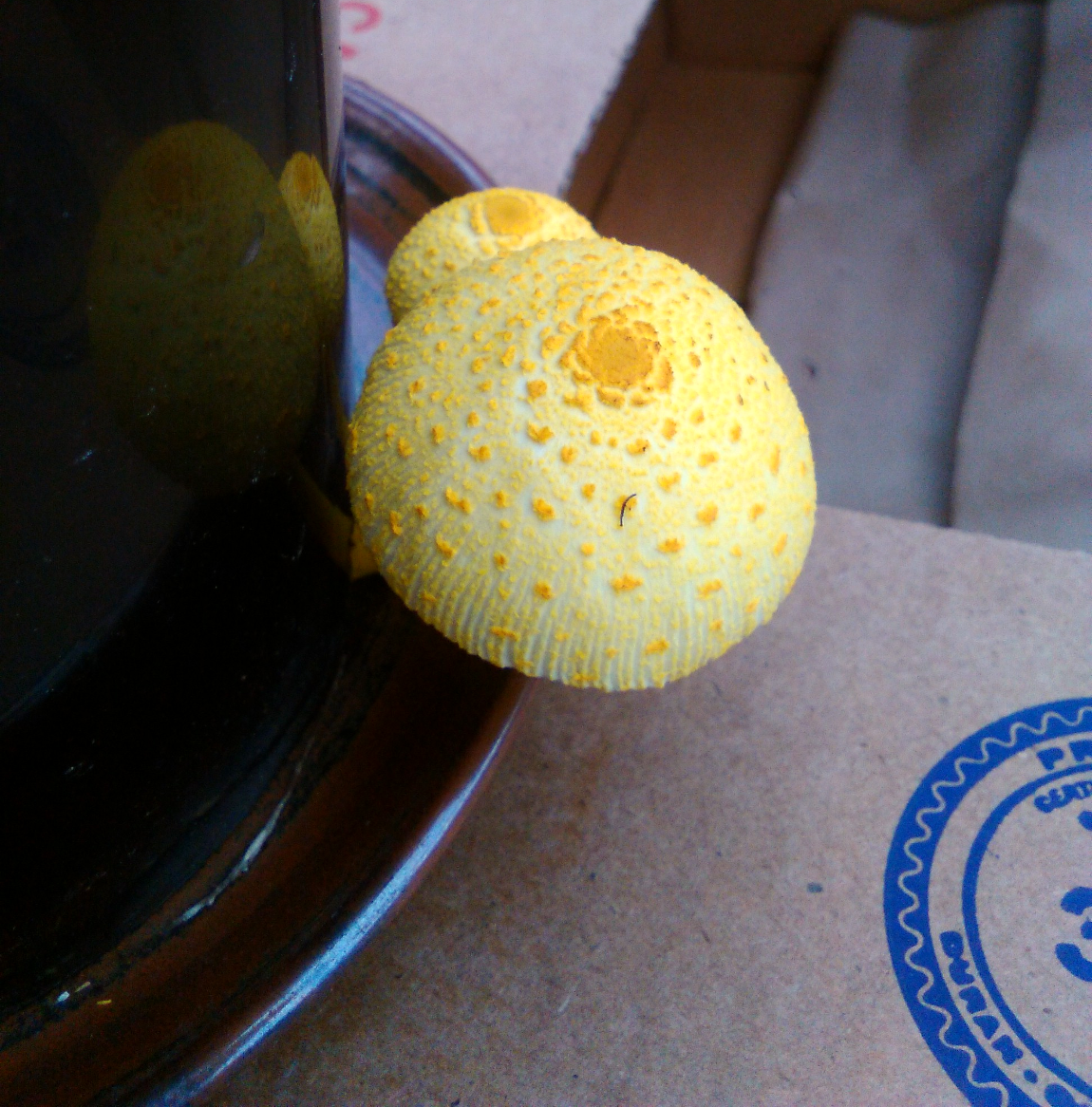 Leucocoprinus birnbaumii image