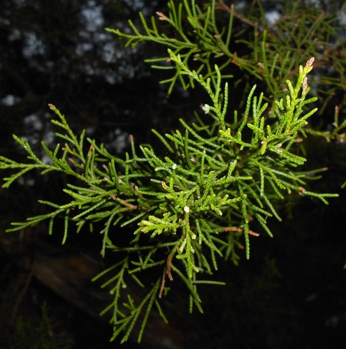 Juniperus barbadensis, photograph 1