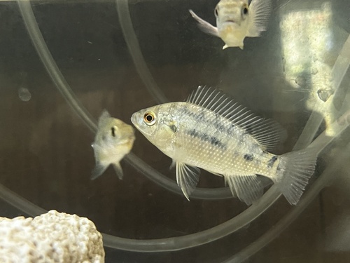 Black tilapia (Oreochromis placidus) — Cichlidae