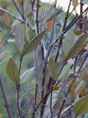 Halleria elliptica, photograph 5