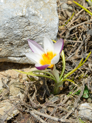 Crocus sieberi