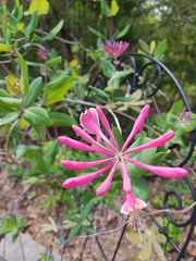 Lonicera sempervirens