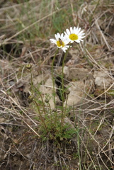 Tripleurospermum hookeri