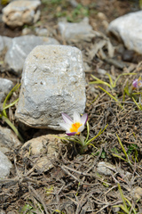 Crocus sieberi