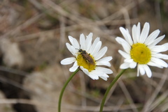 Tripleurospermum hookeri