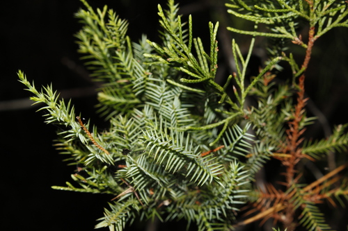 Juniperus barbadensis