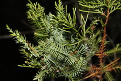 Juniperus barbadensis