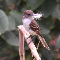 Myiarchus antillarum