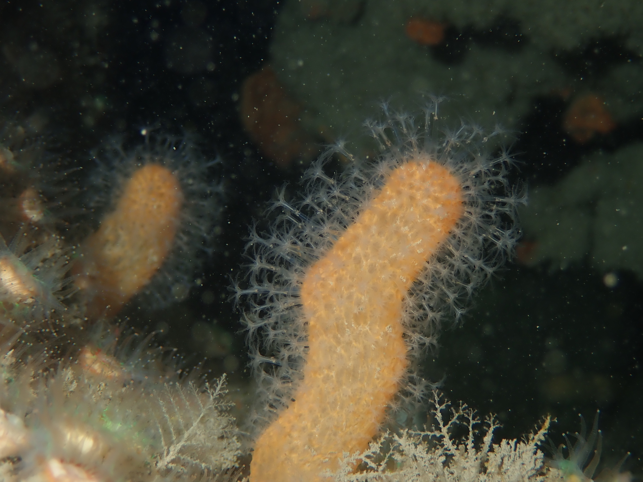 Alcyonium digitatum Linnaeus, 1758